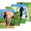 BRUNNEN Sammelmappe f. A3 Tiere