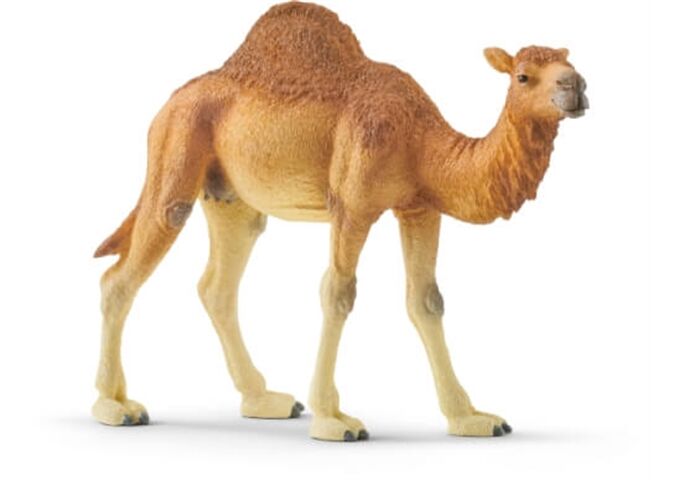 //schaufenster.vedes.de/media/getproductmainimage/default/43264524/43264524_1_2_H