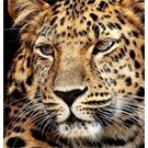 //schaufenster.vedes.de/media/getproductmainimage/default/63480339/63480339_1_2_4016490906834_H