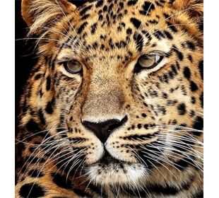 //schaufenster.vedes.de/media/getproductmainimage/default/63480339/63480339_1_2_4016490906834_H