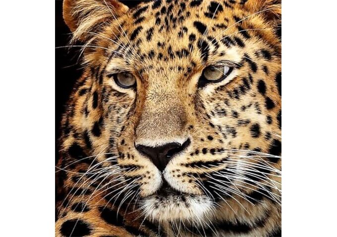 //schaufenster.vedes.de/media/getproductmainimage/default/63480339/63480339_1_2_4016490906834_H