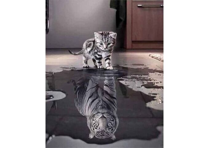 //schaufenster.vedes.de/media/getproductmainimage/default/63480355/63480355_1_2_4016490907107_H