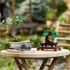 LEGO® LEGO® Icons 10281 Bonsai Baum
