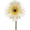 Leonardo ACCESSOIRES Gerbera 50 creme