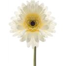 Leonardo ACCESSOIRES Gerbera 50 creme