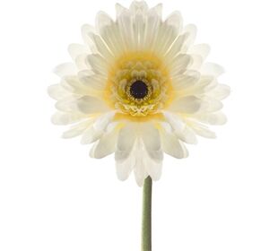 Leonardo ACCESSOIRES Gerbera 50 creme