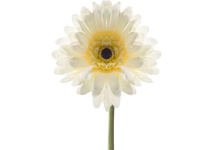 Leonardo ACCESSOIRES Gerbera 50 creme