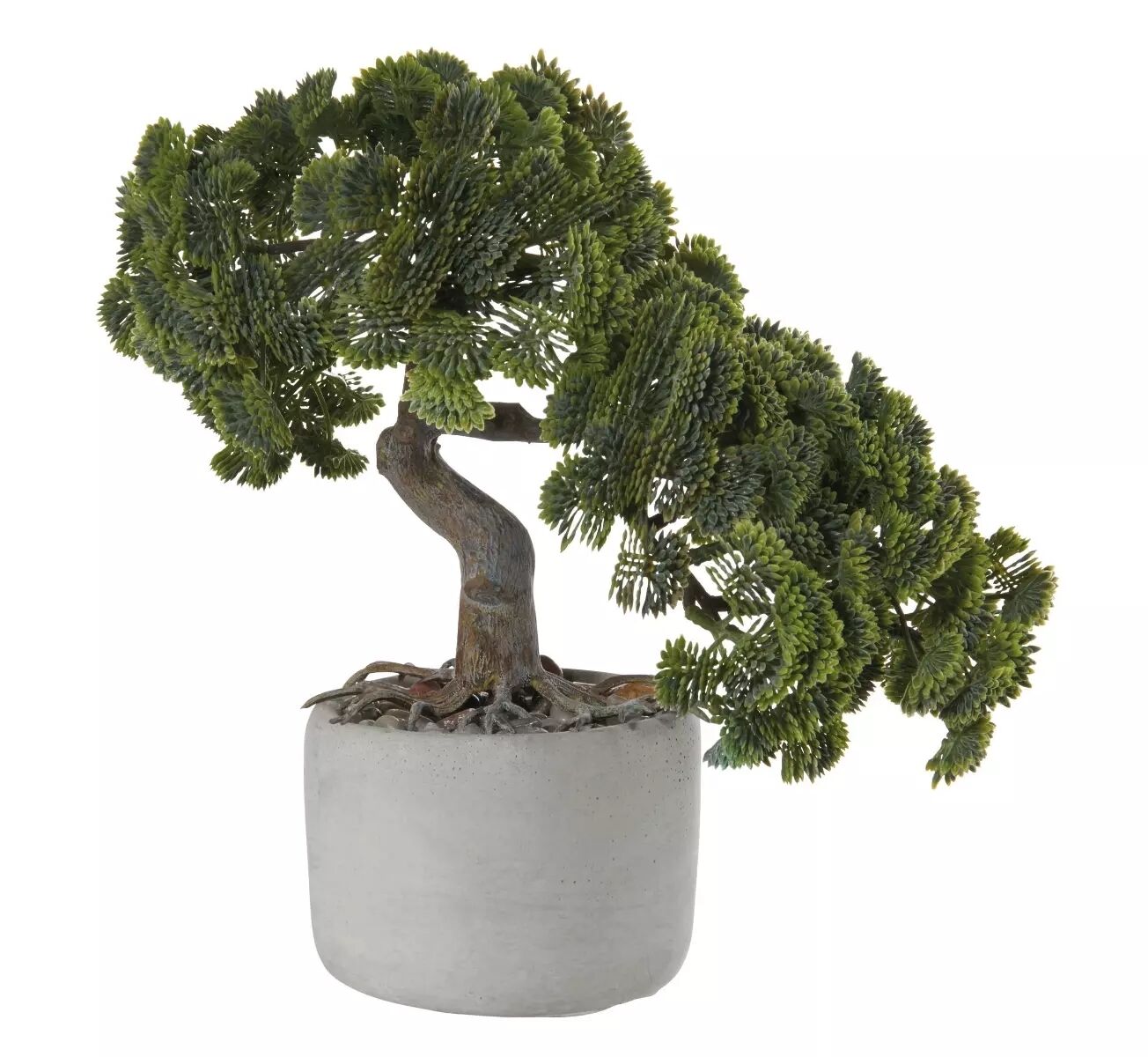 deko Bonsai, Muschelzypresse - Zierleyn - Nordhorn