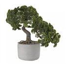 ASA deko Bonsai, Muschelzypresse