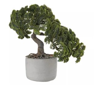 ASA deko Bonsai, Muschelzypresse