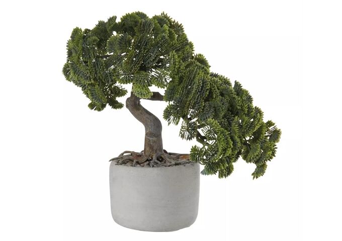 ASA deko Bonsai, Muschelzypresse