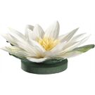 Leonardo FIORE Seerose schwimmend Fiore