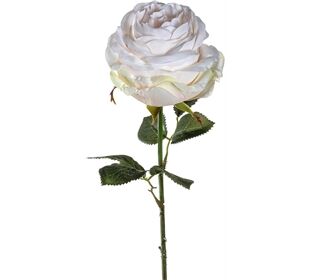 Leonardo POESIA Rose 67 creme Poesia