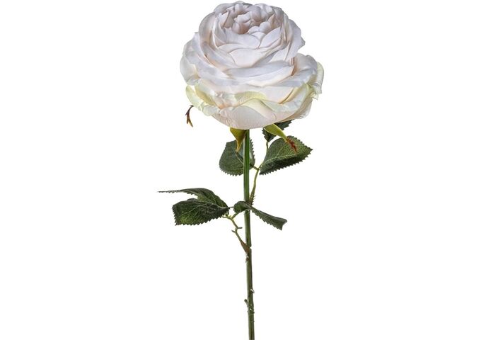 Leonardo POESIA Rose 67 creme Poesia