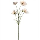 GL_D04 Cosmea 67 apricot LUMINOSA