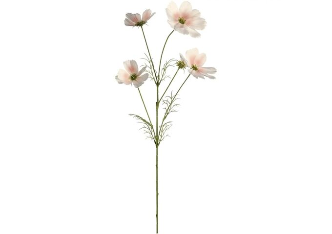 GL_D04 Cosmea 67 apricot LUMINOSA