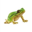Schleich Europäischer Laubfrosch