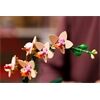 LEGO® LGO Mini-Orchidee