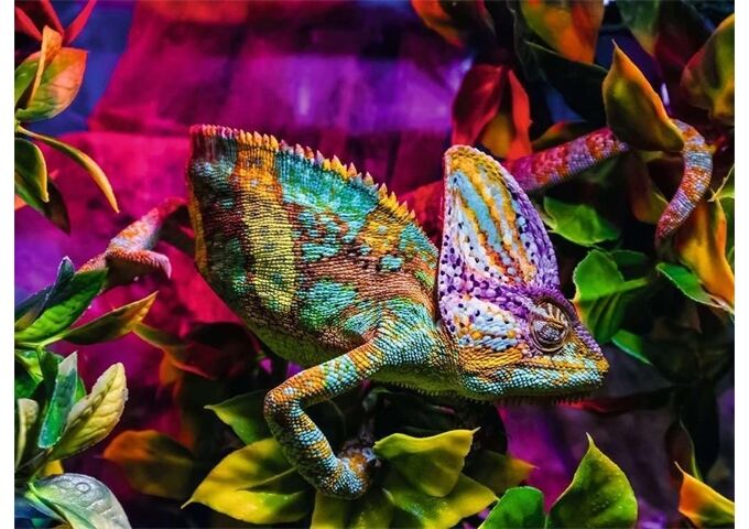 Ravensburger Chameleon