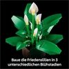 LEGO® Botanicals Friedenslilie