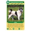 Ravensburger Quartett Hunde